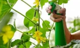 опрыскивание посадки Закусона от болезней