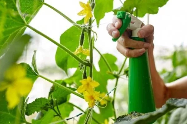 опрыскивание посадки Закусона от болезней