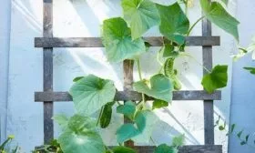 подвязка Гоши