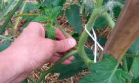 растения Фатимы требуют подвязки