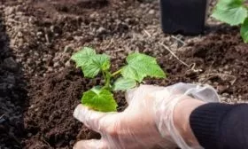 посадка Мадрилене на грядку