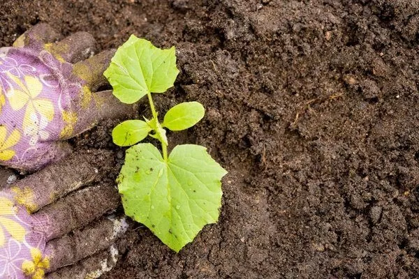 пересадка рассады Домашнего чуда
