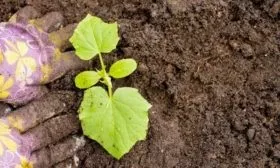 посадка Закусона на грядку