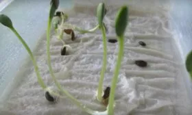 проросшие семена Домашнего чуда