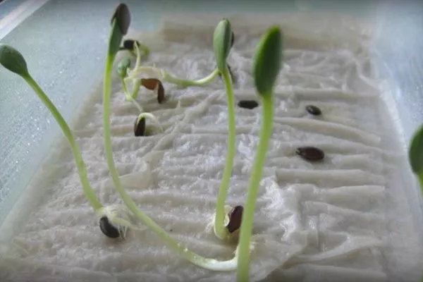 проросшие семена Домашнего чуда