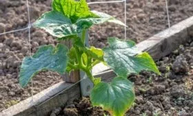 подвязка Каминари к шпалере