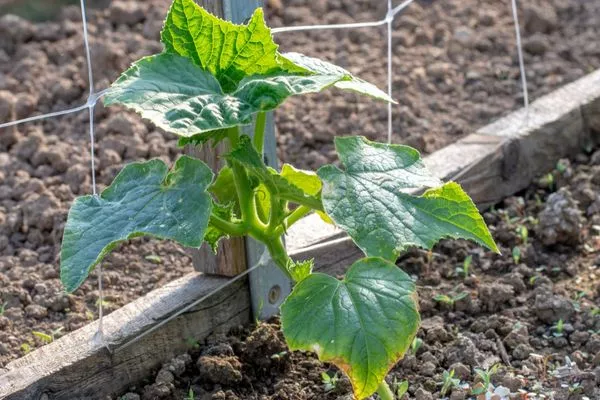 подвязка Каминари к шпалере