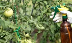 обработка Фатимы от болезней