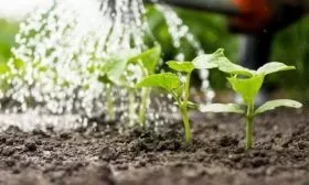 полив огурца Смайлик