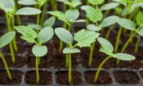 сеянцы Чижик