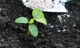 подкормка огурца Закусон