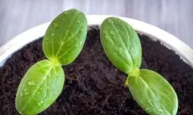 выращивание рассады Мелен