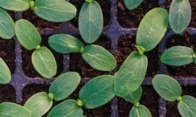 рассада Каминари