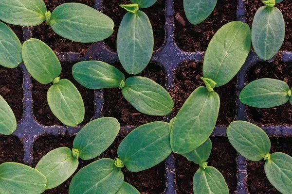 рассада Каминари