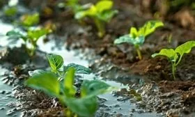 уход за огурцом Чижик