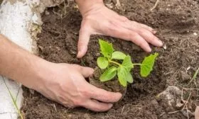 пересадка рассады Хитреца