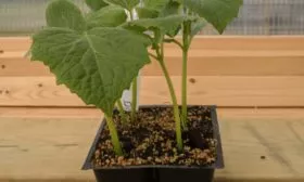 рассада огурца Шопа