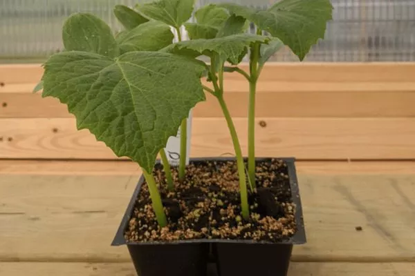 рассада огурца Шопа