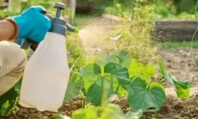 обработка Гоши