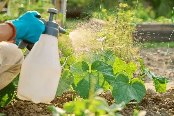 обработка Гоши