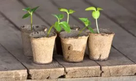 рассада Закусона