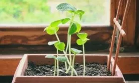 выращивание рассады Зелёнки