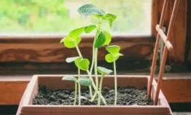 рассада Мадрилене