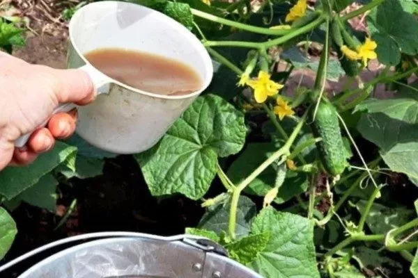 подкормка Прогресса