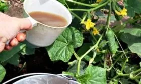 обработка огурца Домашнее чудо