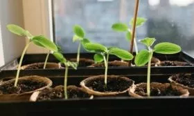 рассада Прогресса