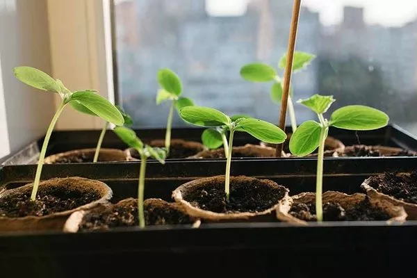 рассада Прогресса