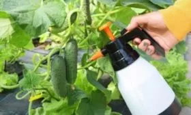 профилактика болезней гибрида Смайлик