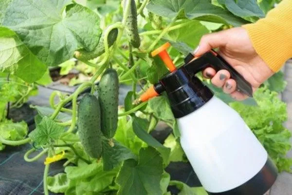 профилактика болезней гибрида Смайлик