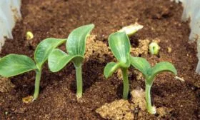 рассада Обильного