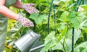 полив кустов Хитреца