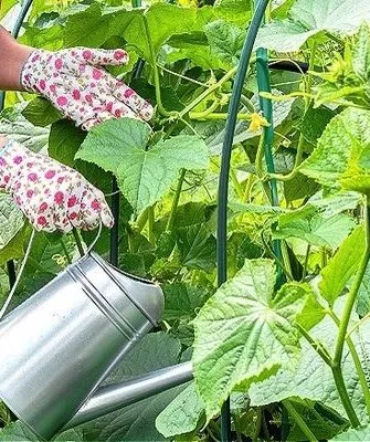 полив кустов Хитреца