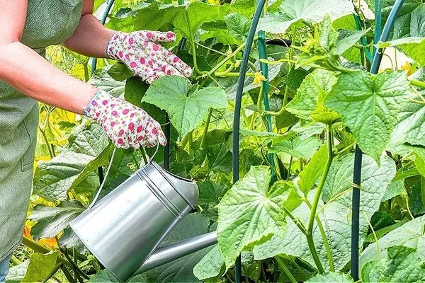 полив кустов Хитреца