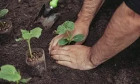 пересадка на грядку сорта Мелен
