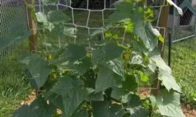 подвязка огурца Селёдочка к шпалере