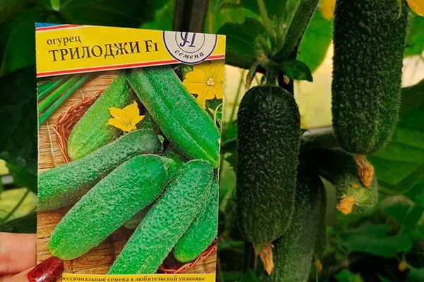 Оригинаторы