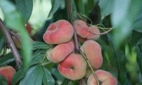 инжирный персик Бельмондо