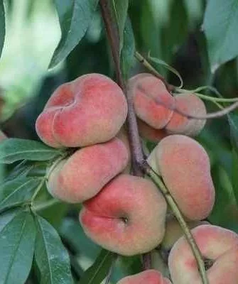 инжирный персик Бельмондо