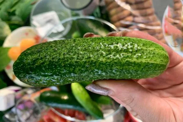 Созревание и урожайность