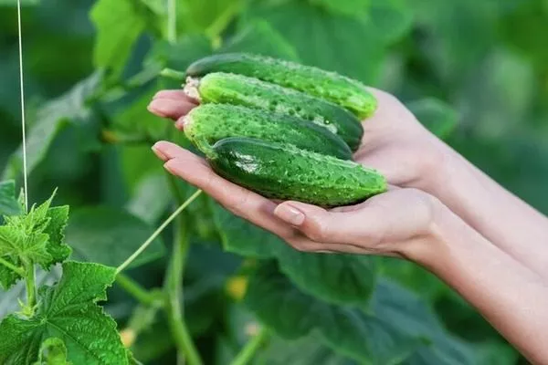 огурец сорта Ирина Ф1