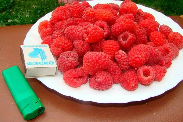 Использование Малина Маросейка