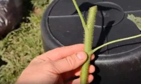 Использование зелёных побегов