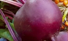 свёкла Ронда