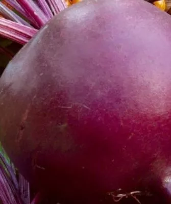 свёкла Ронда