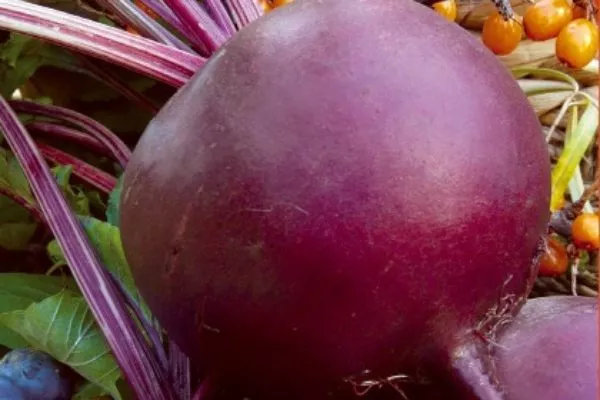 свёкла Ронда