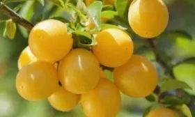 Слива Мирабель